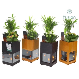 Arrangementen kamerplanten groen H% hout FC-24.1998FDH Chamaedorea, Kalanchoe mit LED
