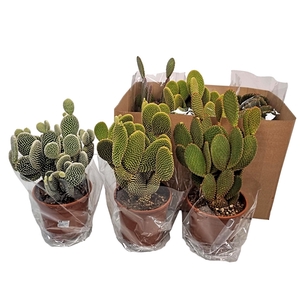 Opuntia Microdasys 2pp Mix 3 Sort - 5466