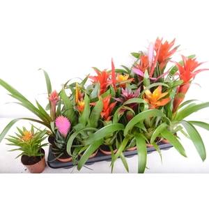 BROMELIA GEM 15 SRT