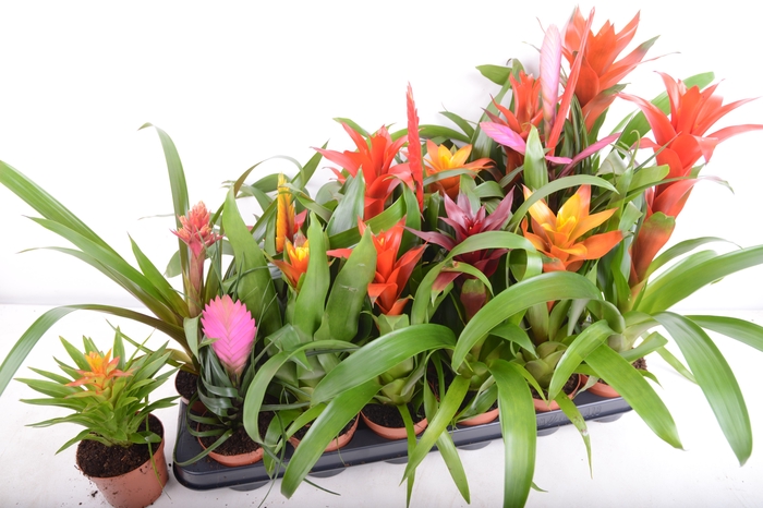 <h4>BROMELIA  GEM 14 SRT</h4>