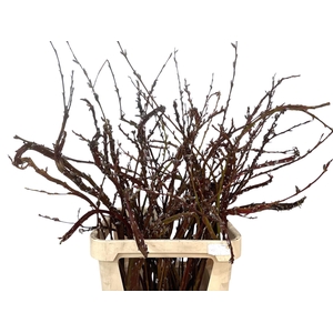 SALIX SEKKA BANDWILG