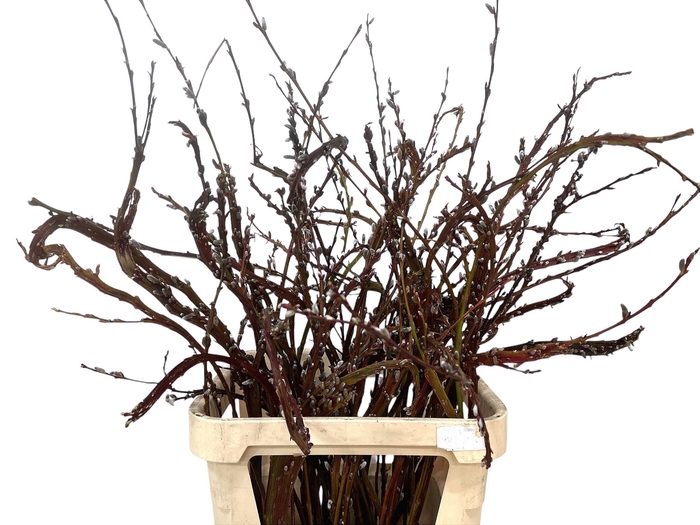 <h4>SALIX SEKKA BANDWILG</h4>