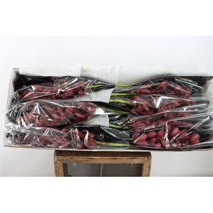 Cymb Red Ian Duckitt Shiraz