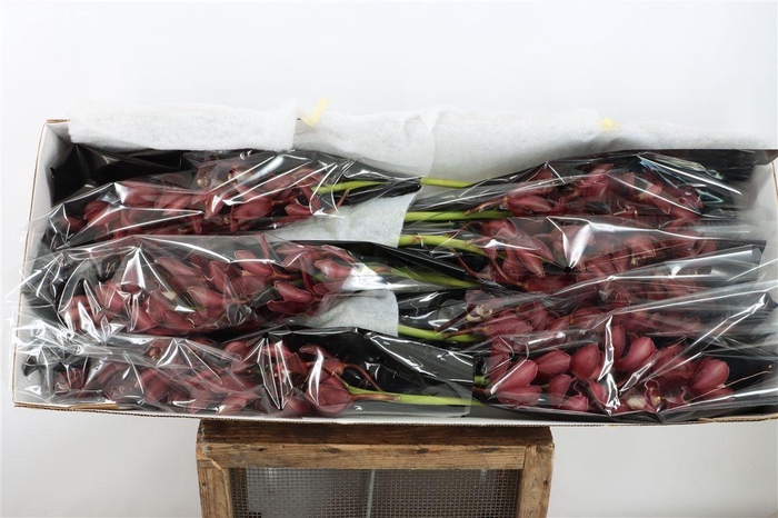 <h4>Cymb Red Ian Duckitt Shiraz</h4>