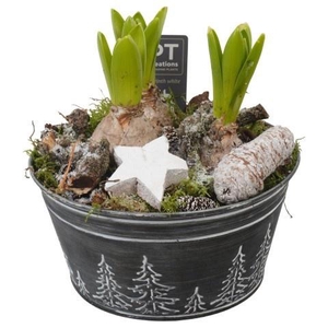 PTWH7778 Arrangement Winter Hyacint in metalen pot