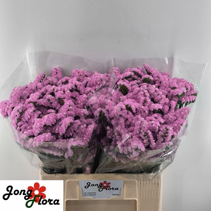 <h4>STATICE FANTASIA WINGS LIM S FANTAS</h4>