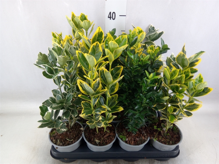 <h4>Euonymus japon.   ...mix</h4>