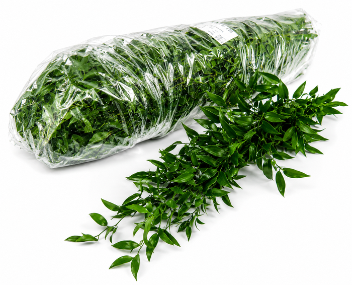 <h4>RUSCUS ZAK</h4>