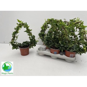 HEDERA CHRISTMAS TREE P12