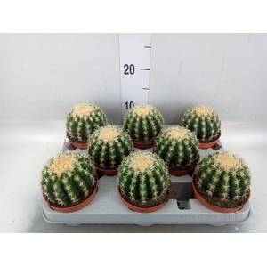 Echinocactus grusonii forma interme