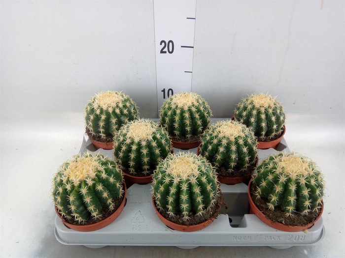 <h4>Echinocactus grusonii forma interme</h4>