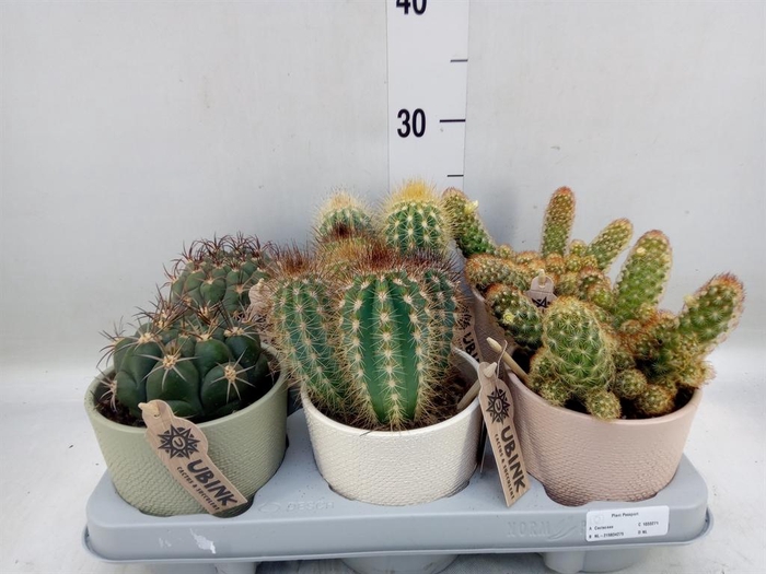 <h4>Cactus   ...mix</h4>
