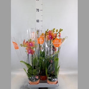 Phalaenopsis multi. 'Ant Bolgheri'