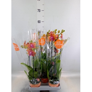 Phalaenopsis multi. 'Ant Bolgheri'