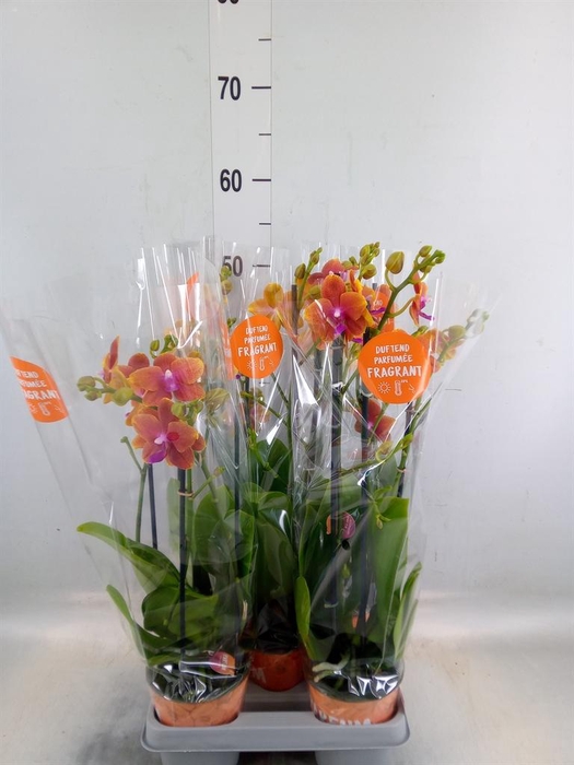<h4>Phalaenopsis multi. 'Ant Bolgheri'</h4>