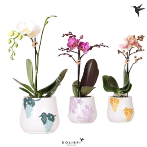 Kolibri Orchids Phalaenopsis mix 1 spike in Coral pot mix