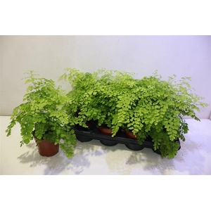 arr8 Adian Rad Fragrans