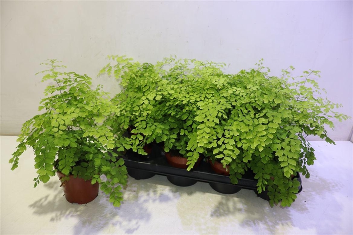 <h4>Adian Rad Fragrans</h4>