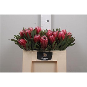 Protea Lieben Cherry