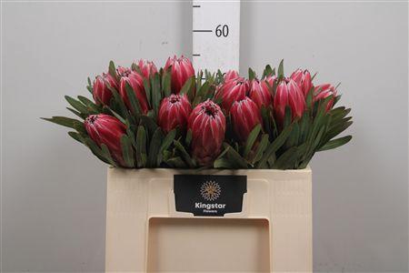 <h4>Protea Lieben Cherry</h4>