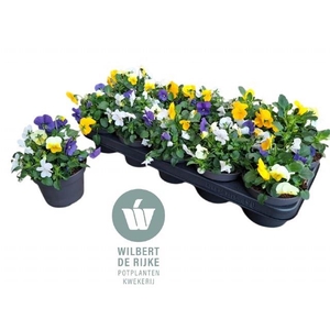 VIO CO EM MM STOCKHO