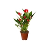 ANTHURIUM MINI MILLION FLOWERS P09