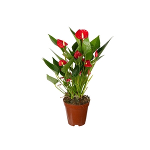 ANTHURIUM MINI MILLION FLOWERS P09 VERMELHO