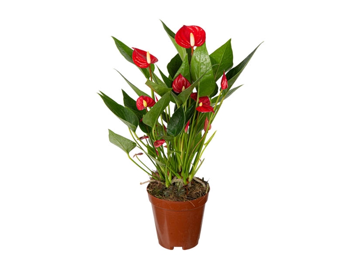 <h4>ANTHURIUM MINI MILLION FLOWERS P09</h4>