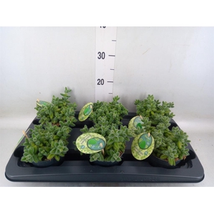 Delosperma echinatum