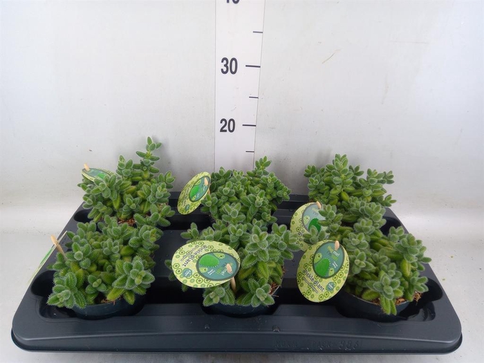 <h4>Delosperma echinatum</h4>