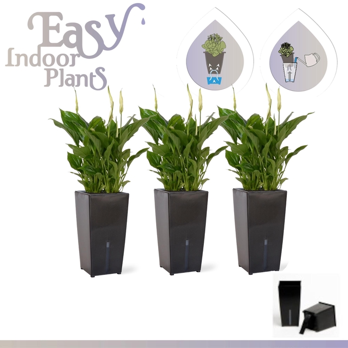 <h4>ARR SPATHIPHYLLUM</h4>