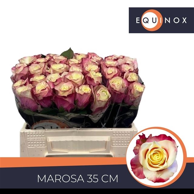 <h4>R GR MAROSA</h4>