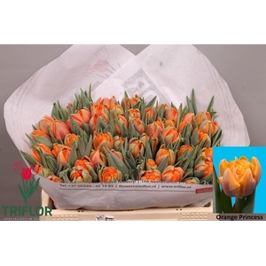 TU DU ORANGE PRINCES