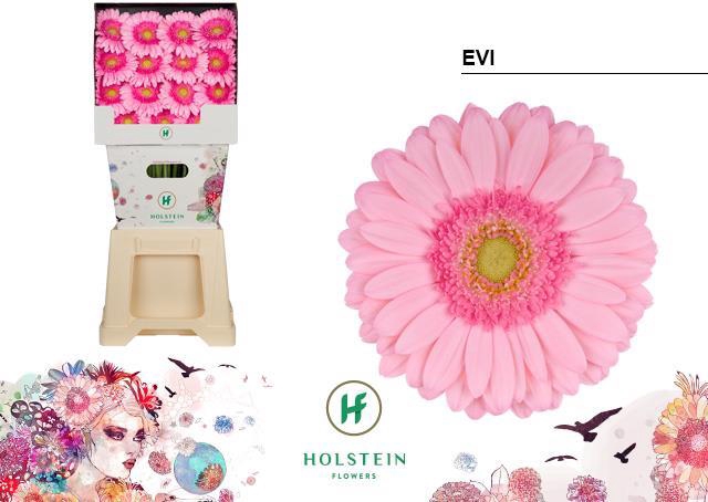 <h4>Gerbera diamond evi</h4>