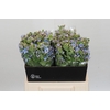 Oxypetalum Tweedia Blue