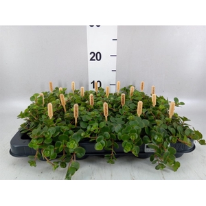 Sedum makinoi 'Tornado'