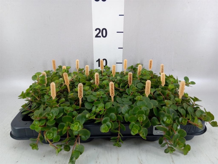 <h4>Sedum makinoi 'Tornado'</h4>