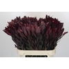 Leucadendron Saf Sunset Dark R.