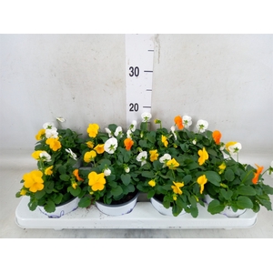 Viola   ...tricolor