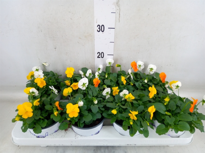 <h4>Viola   ...tricolor</h4>