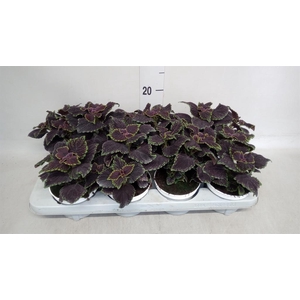 Plectranthus col.   ...