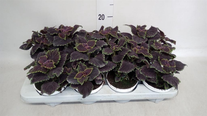 <h4>Plectranthus col.   ...</h4>
