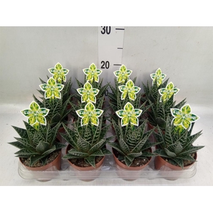 Aloe aristata 'Tiki Tahi'