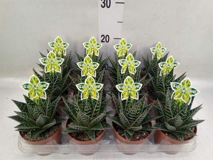 <h4>Aloe aristata 'Tiki Tahi'</h4>