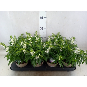 Angelonia  'Serena White'