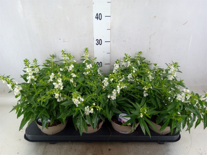 <h4>Angelonia  'Serena White'</h4>