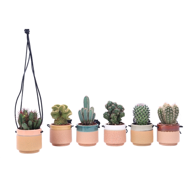 <h4>Cactus mix 8,5 cm in Kota Cina hangpot</h4>