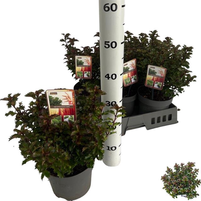 Ilex Aquifolium