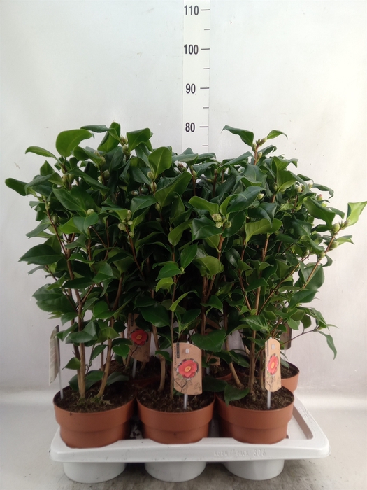 <h4>Camellia japonica 'Dr King'</h4>