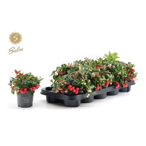 GAULTHERIA BIG BERRY P10